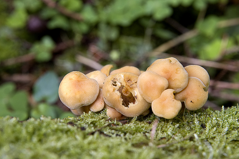 Micena o altro?? (cfr. Hypholoma fasciculare)